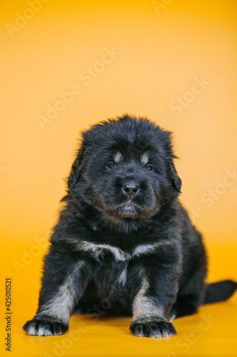 Tibetan mastiff 1 month puppy posing in studio yellow background. Pure breed mastiff from kennel 