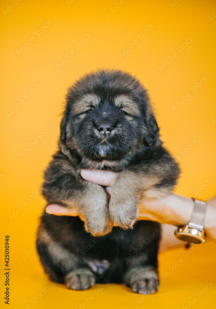Tibetan mastiff 1 month puppy posing in studio yellow background. Pure breed mastiff from kennel Tibetan mastiff 1 month puppy posing in studio yellow background. Pure breed mastiff from kennel