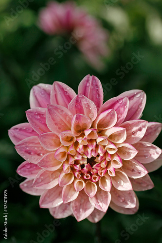 Dahlia with droplets.