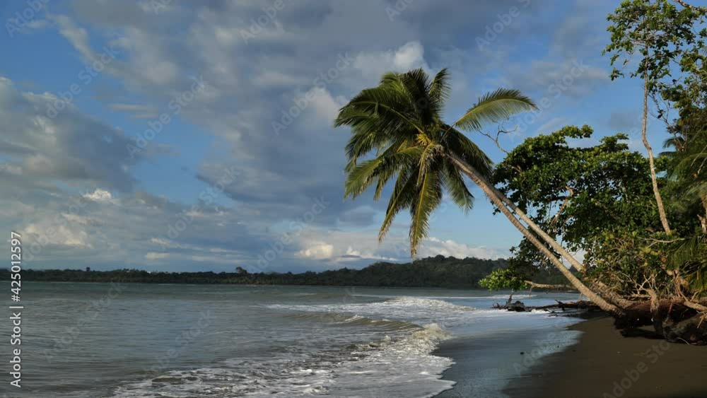 Palm trees hanging by the pacific ocean sunset Costa Rica pavon bay Palm trees hanging by the pacific ocean sunset Costa Rica pavon bay