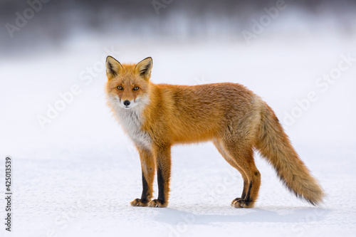 Red fox in winter, Japan. Red Fox in winter landscape. Japanese winter landscape with the animal. © Michal