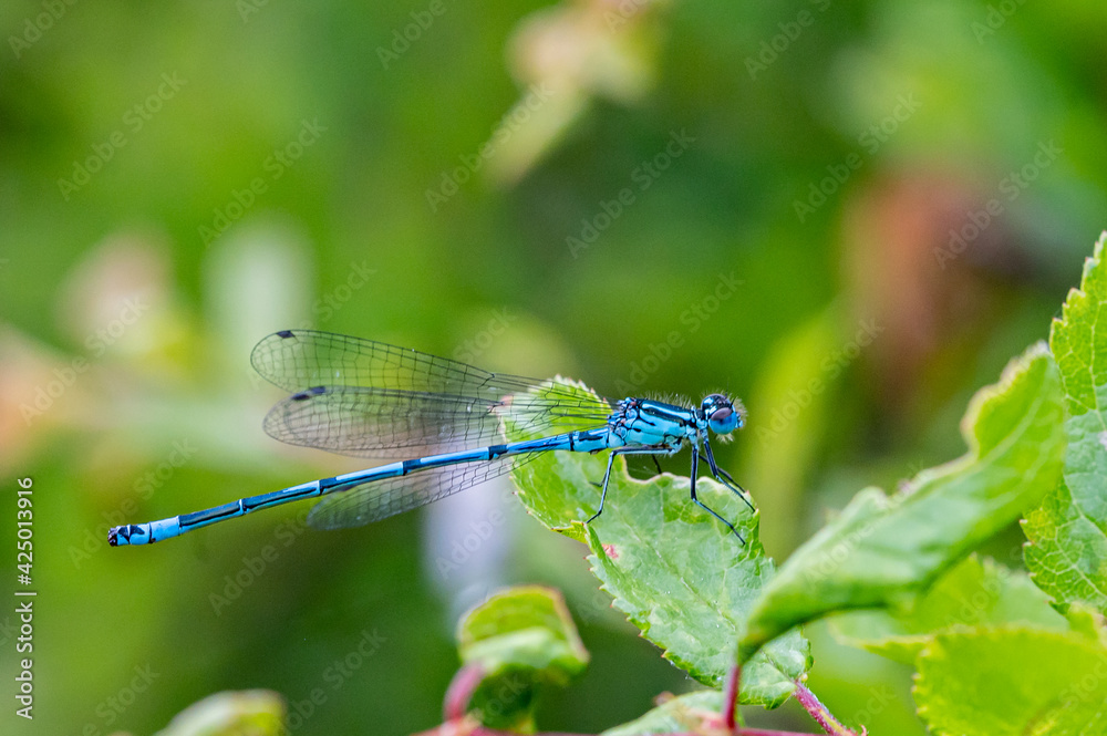 Azure damselfly perched on vegetation Azure damselfly perched on vegetation