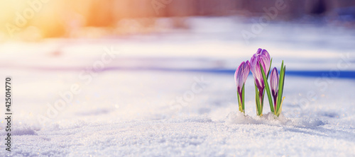Fotografija Crocuses - blooming purple flowers making their way from under the snow in early