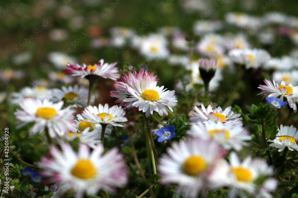 Spring bright landscape with beautiful wild flowers camomiles in green grass Spring bright landscape with beautiful wild flowers camomiles in green grass