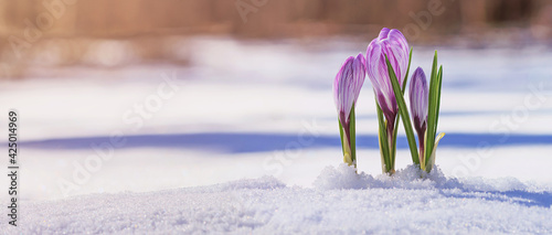 Crocuses - blooming purple flowers making their way from under the snow in early spring, closeup with space for text, banner