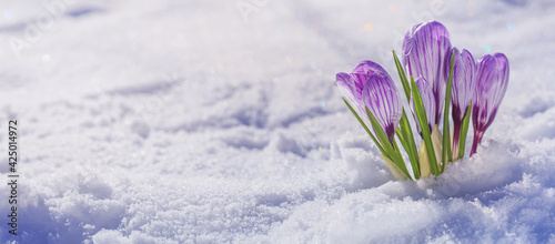 Crocuses - blooming purple flowers making their way from under the snow in early spring, closeup with space for text © rustamank