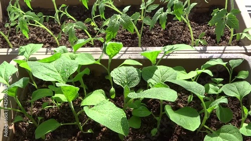 The seedlings at home. Watering seedlings at home. seedlings. photo