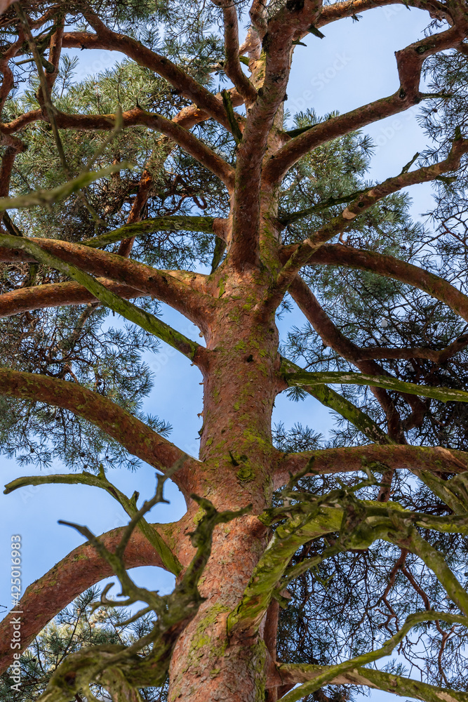 Vertical photo of gigantic old pine tree trunk during sunny day at blue sky background. Tall pine tree is growing up to sky. Vertical photo of gigantic old pine tree trunk during sunny day at blue sky background. Tall pine tree is growing up to sky.