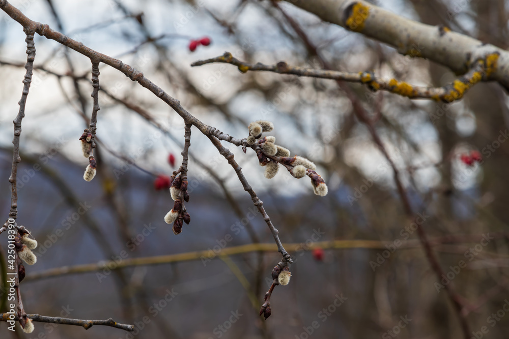 Spring flower of a willow tree willow. Spring flower of a willow tree willow.
