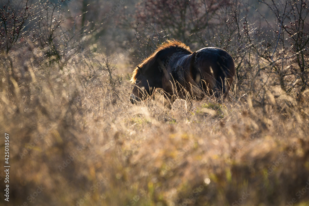 Naklejka premium Wild horse, Exmoor pony detail photography.