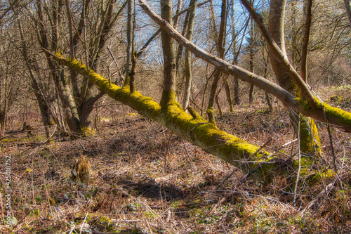 Ein umgestürzter Baum liegt quer über einem lichten Waldboden photo