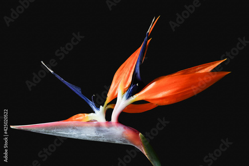 Strelitzia flower or bird of paradise flower on a black background  