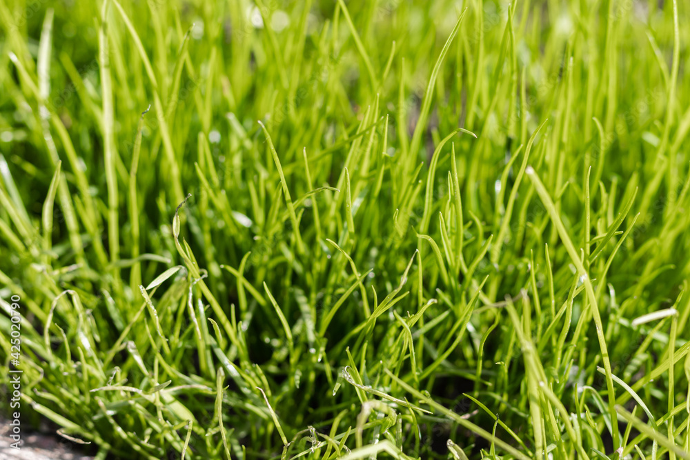 Fresh green Grass under sun rays. Green grass lawn Fresh green Grass under sun rays. Green grass lawn