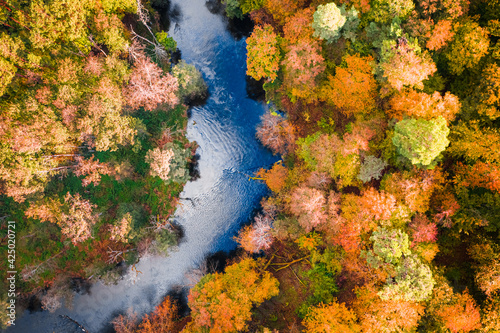 River and colorful autumn forest. Aerial view of wildlife, Poland