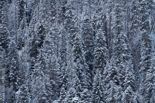 Winter forest, high massive spruce trees in the snow