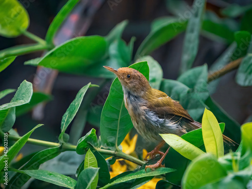 Tailorbird on a branch