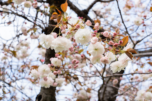 2021年春の桜