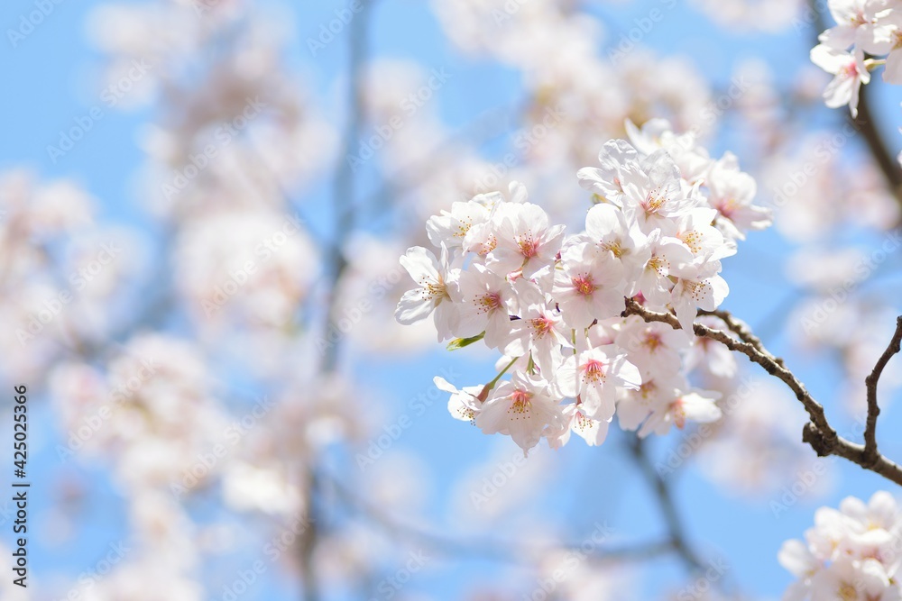 Landscape of White Cherry Blossoms in Japan Landscape of White Cherry Blossoms in Japan