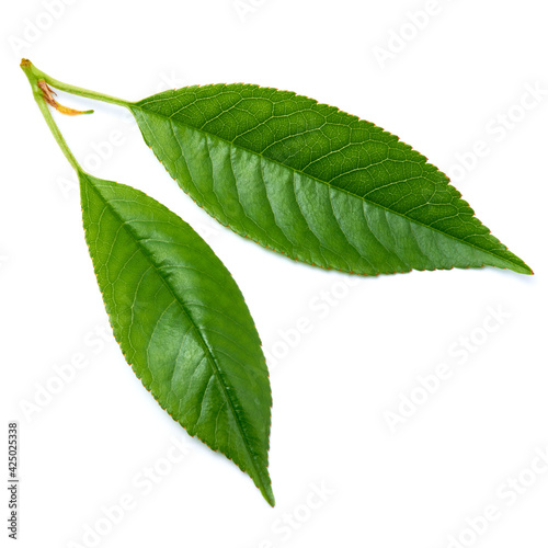 Green cherry tree leaf Isolated on a white background