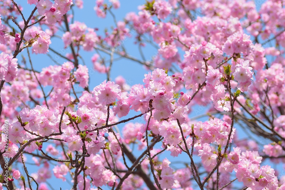 Macro texture of Japanese Pink Cherry Blossoms Macro texture of Japanese Pink Cherry Blossoms