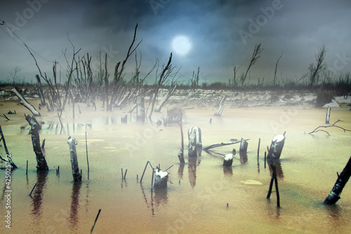 Winter views of a rotten swamp