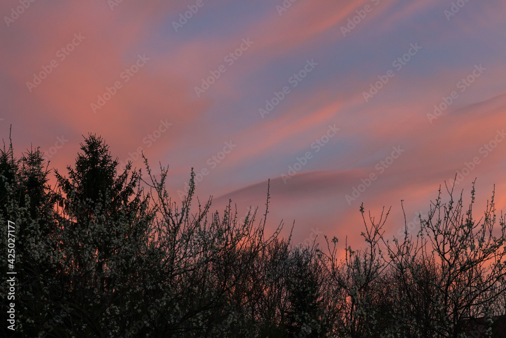 Moody and nostalgic pink sunset over tree silhouettes. 