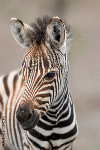 Portrait of a baby zebra (Equus burchelli) in the Kruger National Park