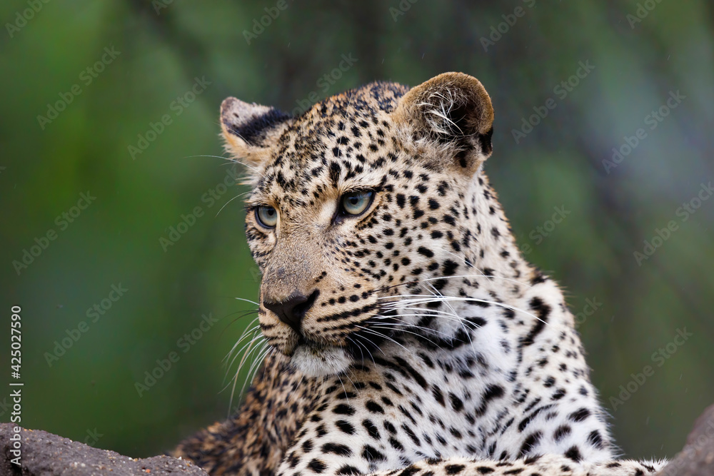 Leopard female resting in Sabi Sands Game Reserve in the Greater Kruger Region in South Africa Leopard female resting in Sabi Sands Game Reserve in the Greater Kruger Region in South Africa