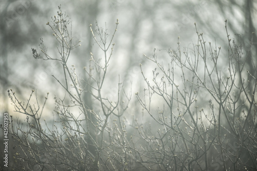 Tree branches in the morning fog