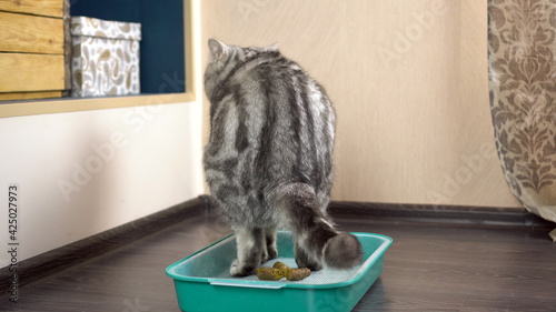 Photography A gray British cat poops in a tray. Cat toilet in the room.