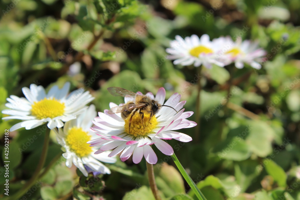 bee on a daisy - white, pink and yellow bee on a daisy - white, pink and yellow