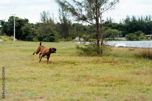 running dog © rodrigo