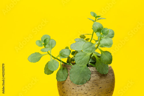 Картината върху платно kalanchoe blossfeldiana 3