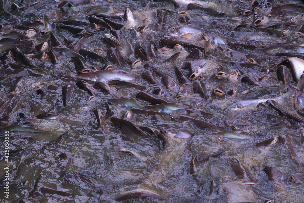 close up of fish close up of fish