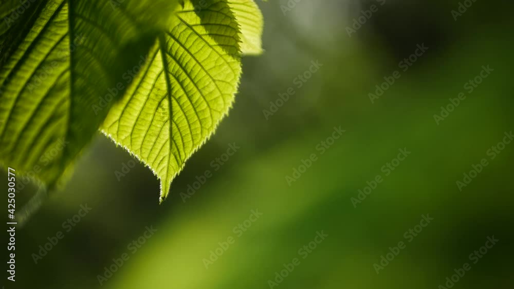 Spring forest - young bright green foliage on tree branches. Sunny day in the spring forest.