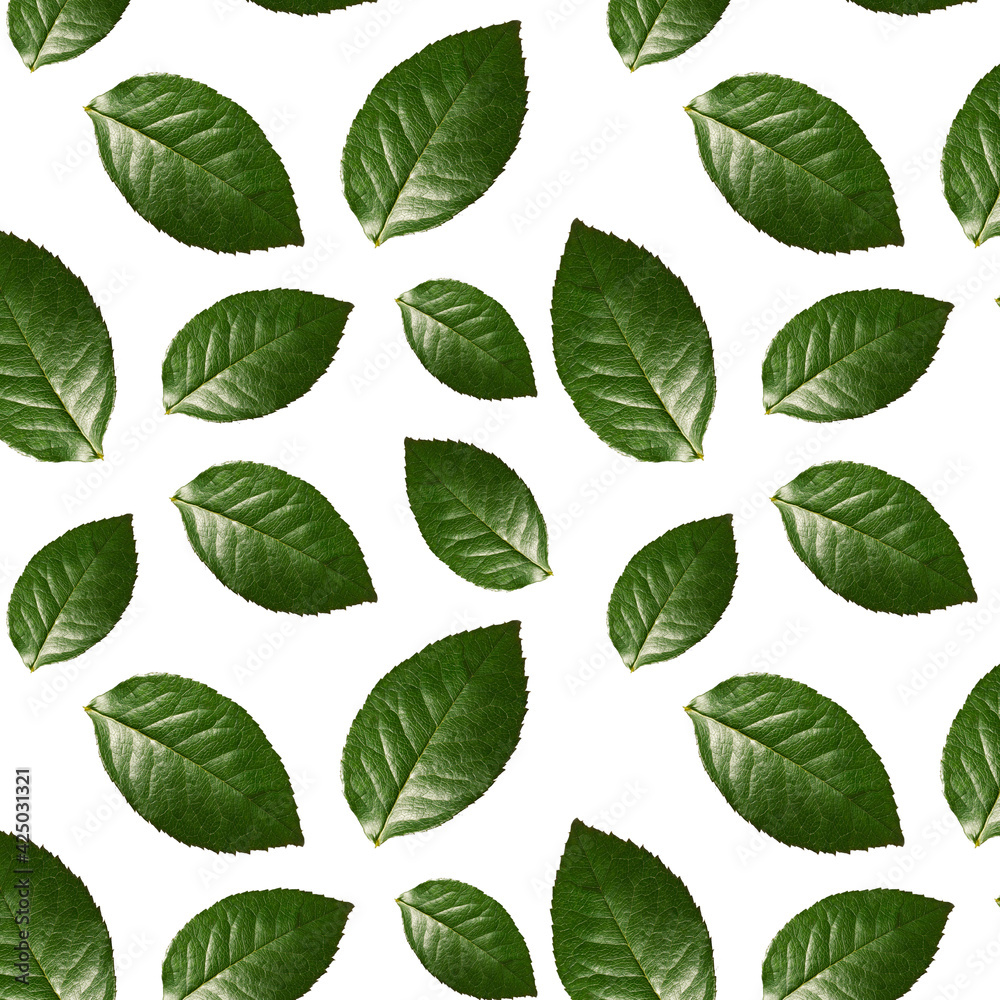 Seamless pattern of Roses green Leaves isolated on white background. Nature background. Scrapbook, gift wrapping paper, textiles. Seamless pattern of Roses green Leaves isolated on white background. Nature background. Scrapbook, gift wrapping paper, textiles.