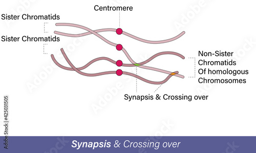 Crossing over Genetic material, recombination of DNA process. meiosis mechanism vector, 