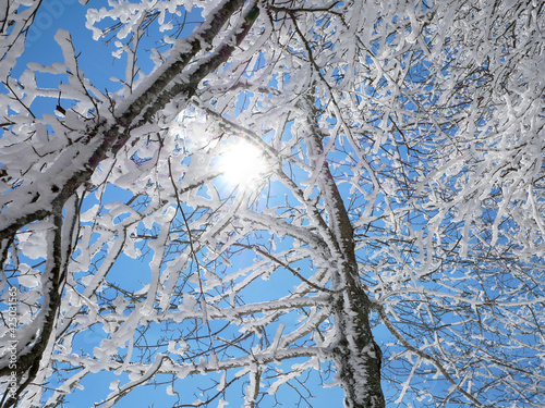 Branches enneigées sous un beau ciel bleu baigné de soleil