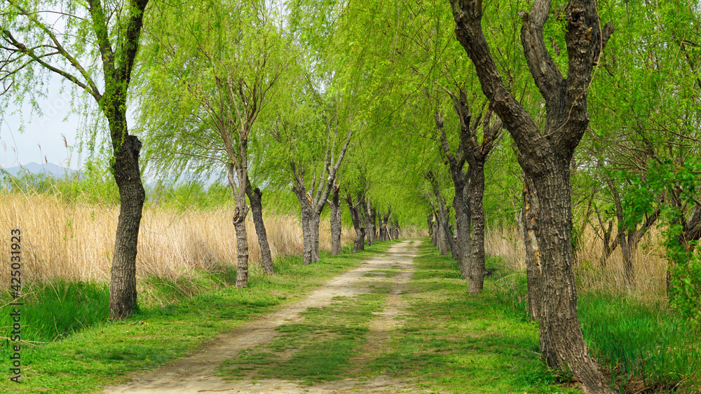 Willow trees on both sides of the park trail Willow trees on both sides of the park trail