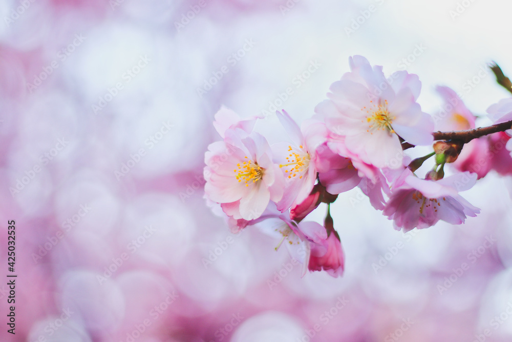 Pink cherry blossoms as background Pink cherry blossoms as background