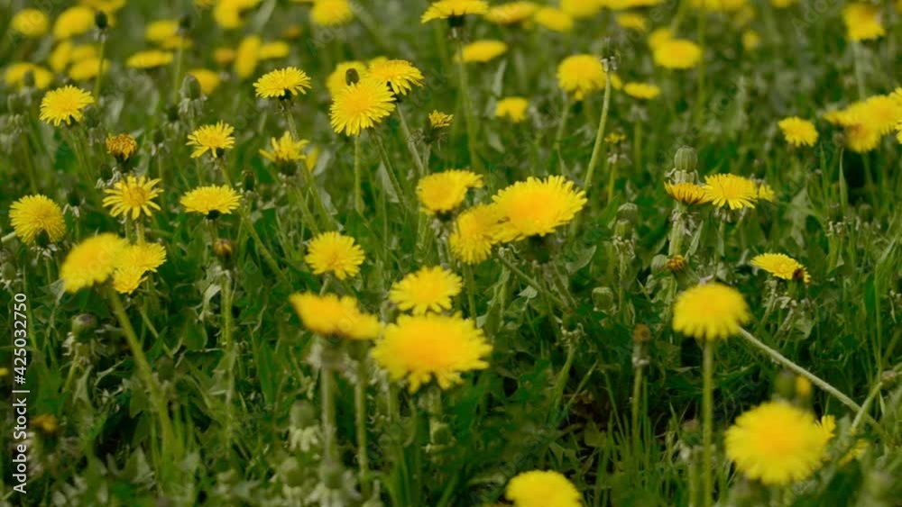 Yellow dandelions in a field in the wind. Yellow flowers grow in the field. Yellow dandelions in a field in the wind. Yellow flowers grow in the field.