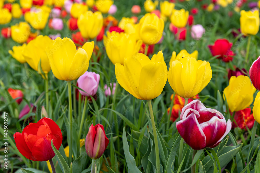 A colorful explosion of variegated tulips in a green field. Feeling the Springtime.