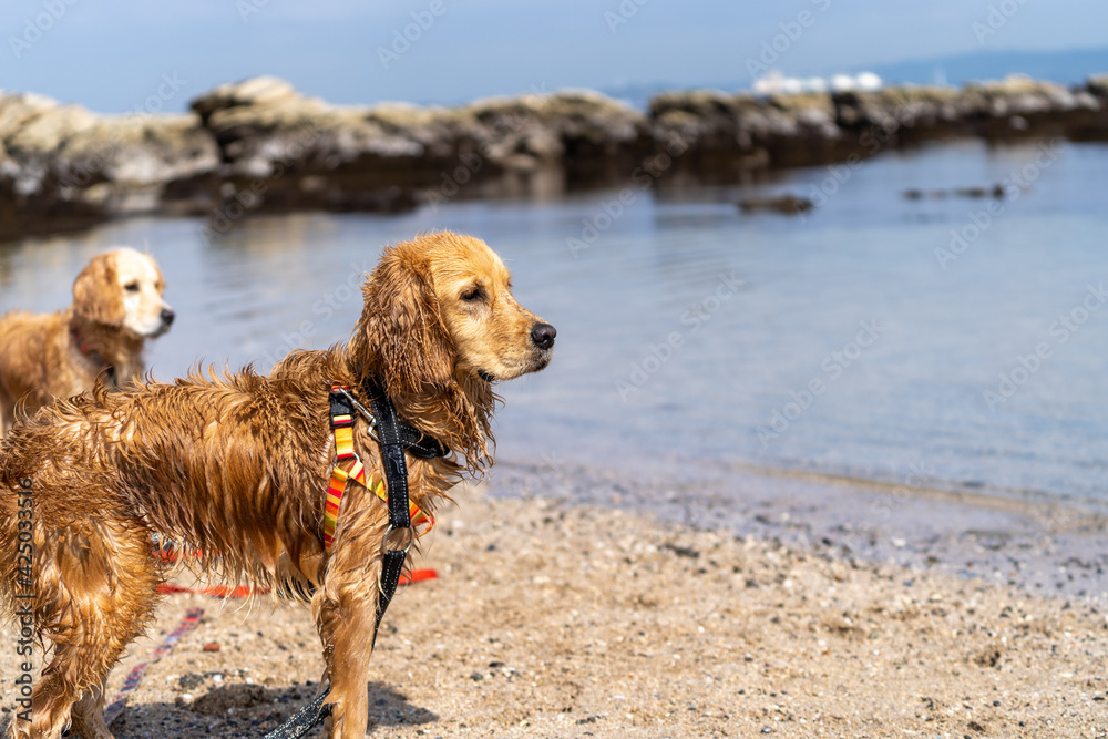 燈明堂海岸／ゴールデンレトニエル Stock Photo Adobe Stock