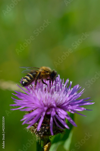 Bee on a purple prickly plan close up, macro © MothLady