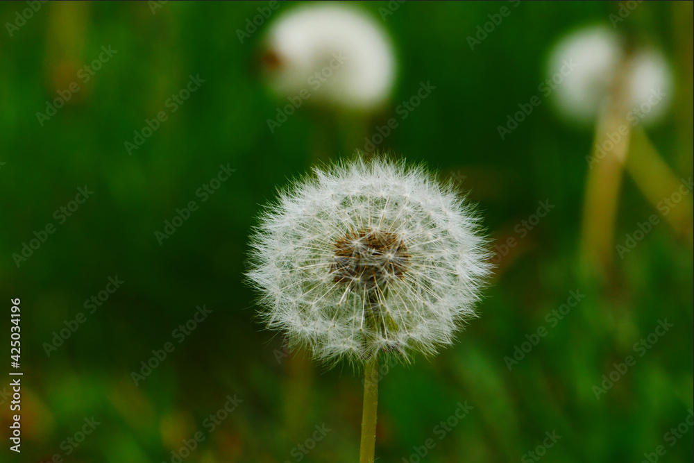 Fototapeta premium White young dandelion ta background of dark green grass.