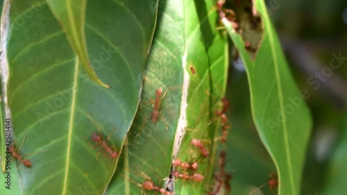 Red ants nest on the green leaves of the mango leaves