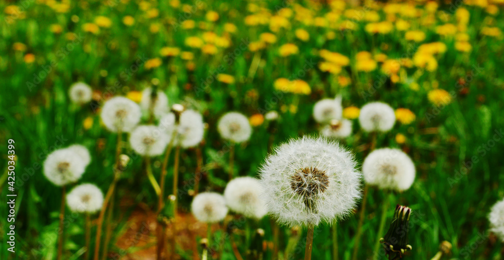 Dandelions on field. White dandelion among yellow dandelions. Dandelions on field. White dandelion among yellow dandelions.