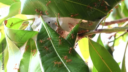 Red ants nest on the green leaves of the mango leaves