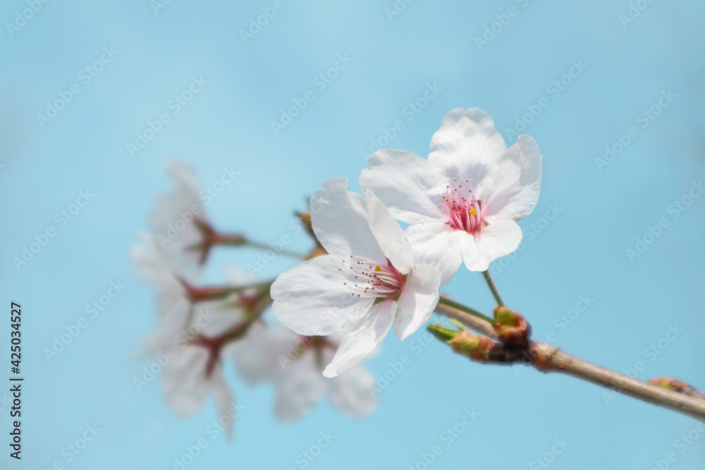 벚꽃 cherry blossom 벚꽃 cherry blossom