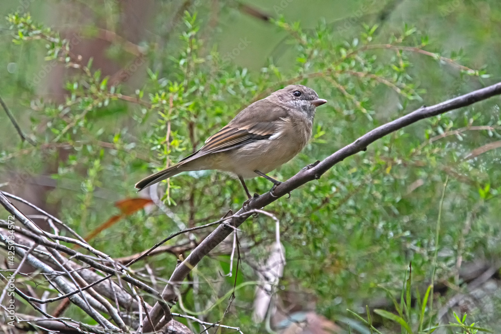 brown bird - Thorn bill on a branch brown bird - Thorn bill on a branch